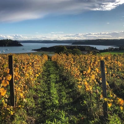 Entretien vb paysage vigne 1